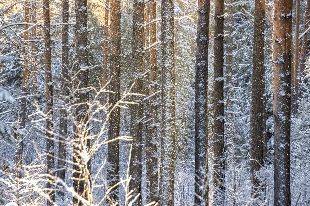 Photograph by Татьяна Романова