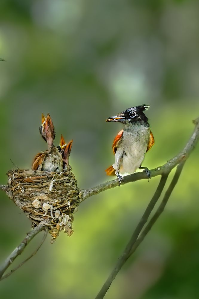 Parental Duties – A Moment in Nature