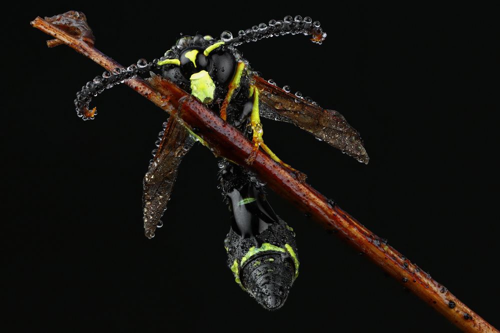 Пилюльная оса