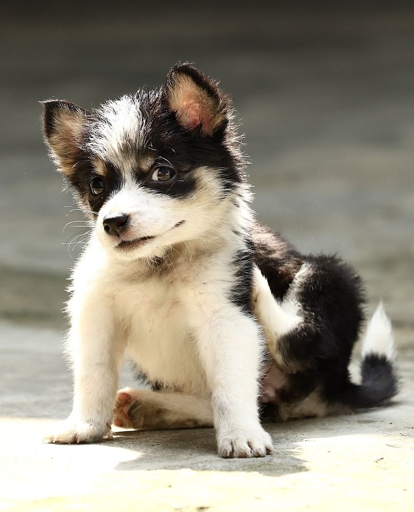 Маленький друг