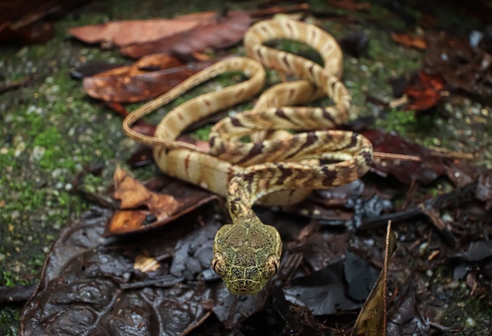 Symbol Of The Year 2025: Snake