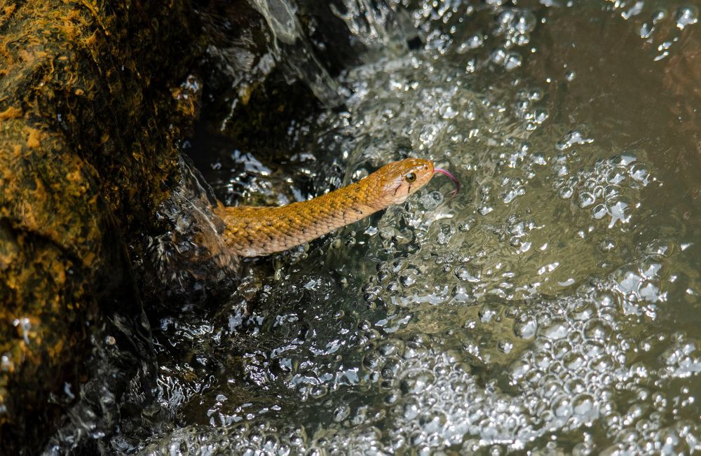 Фотография автора Sajeev Krishnan