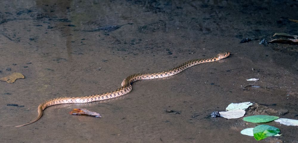 Фотография автора Sajeev Krishnan