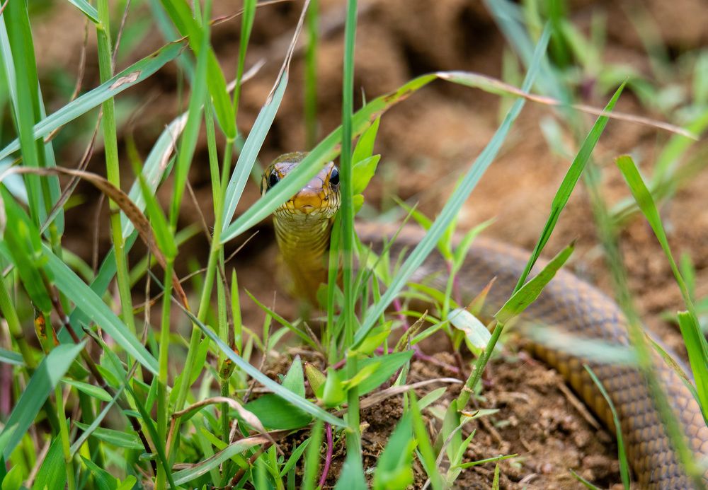 Фотография автора Sajeev Krishnan