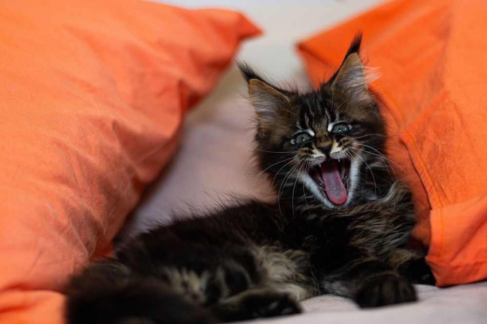 Photograph by Марина Шоркина