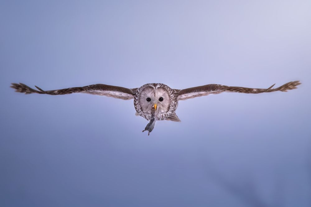 Photograph by Nephotograph