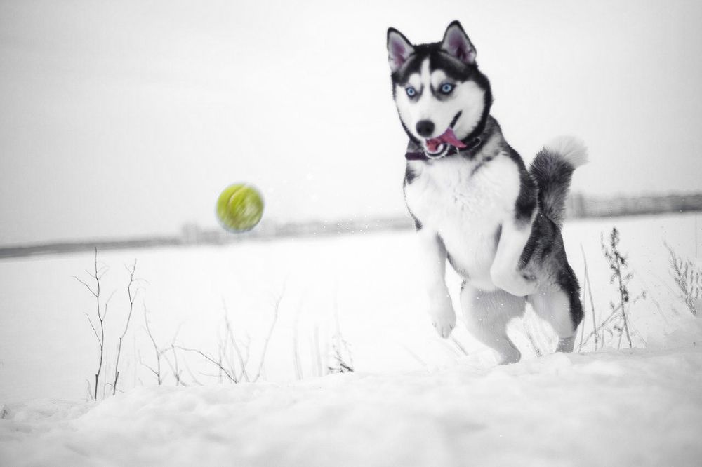 Photograph by Анатолий Банников