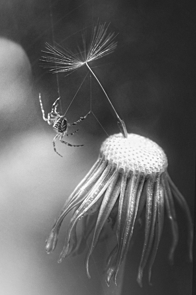 Photograph by Татьяна Максакова