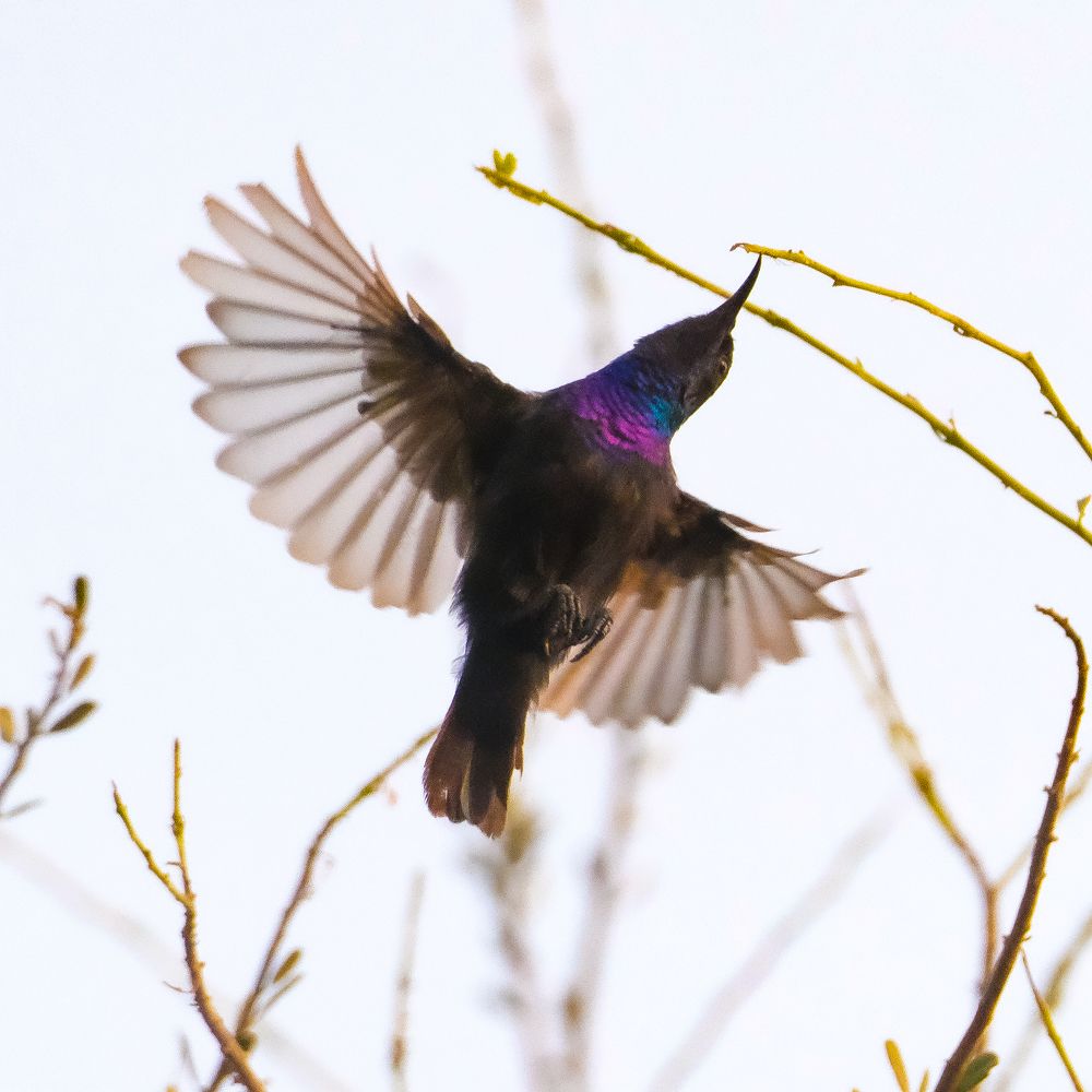 Photograph by Shaas AL Najjar