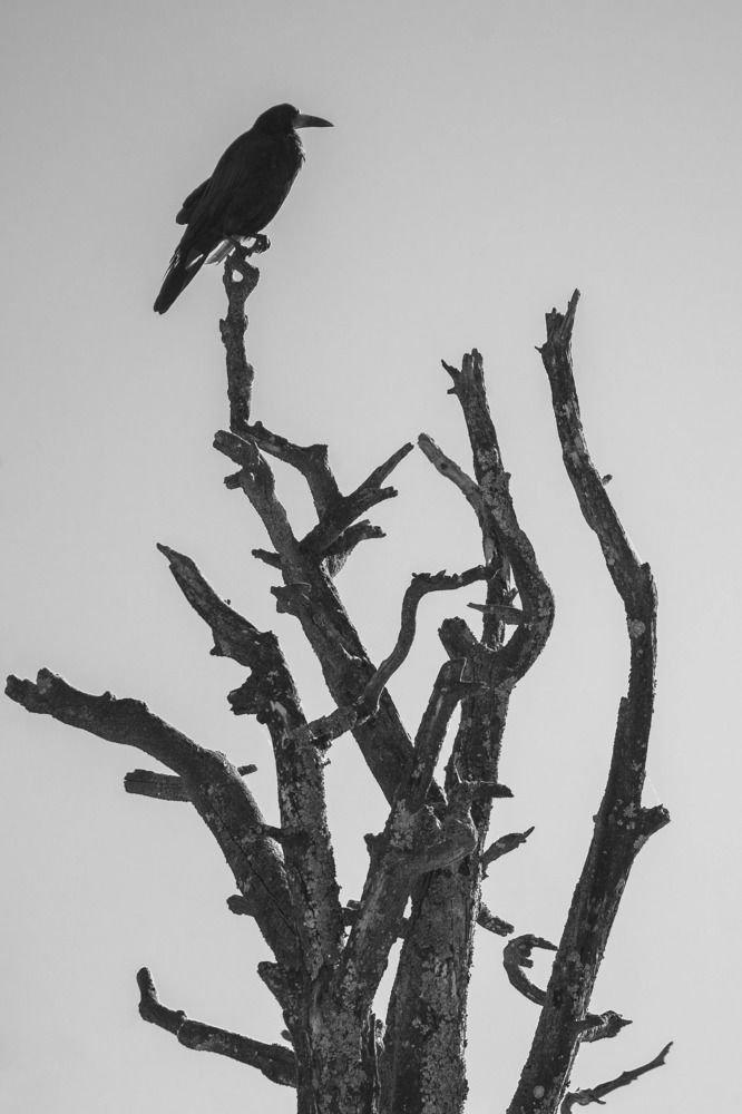 Photograph by Алексей Глухов