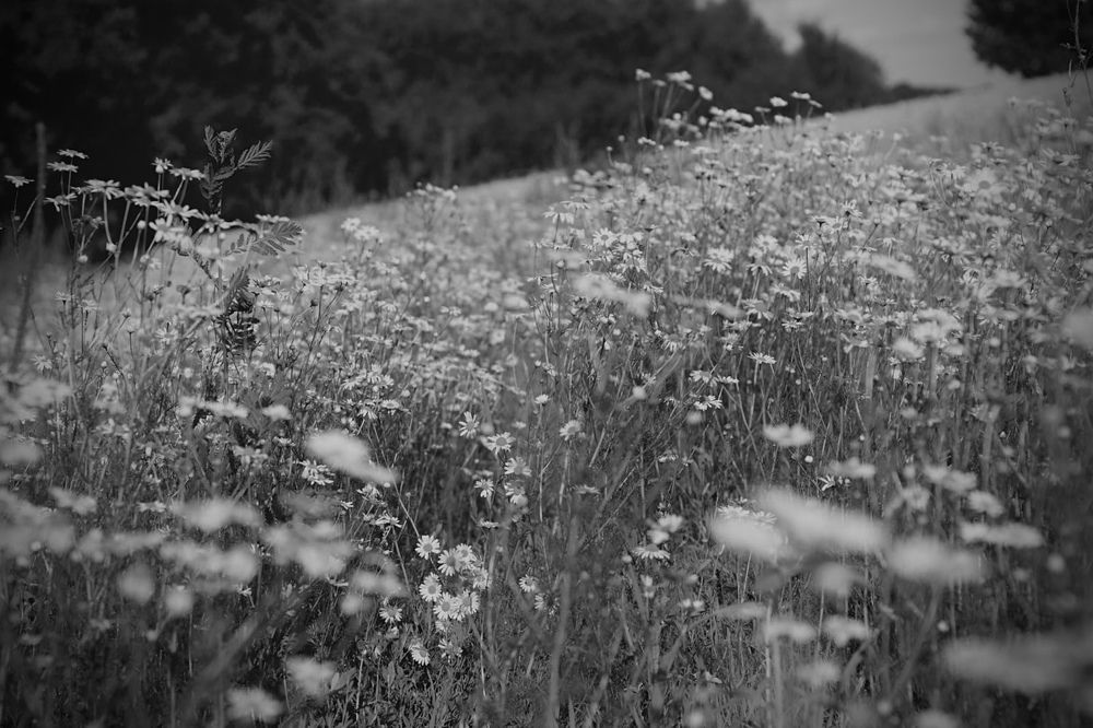 Photograph by АЛЛА ТАРАСЕНКО