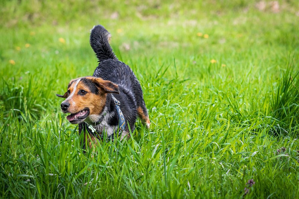 Фотография автора Igor Pavlovic