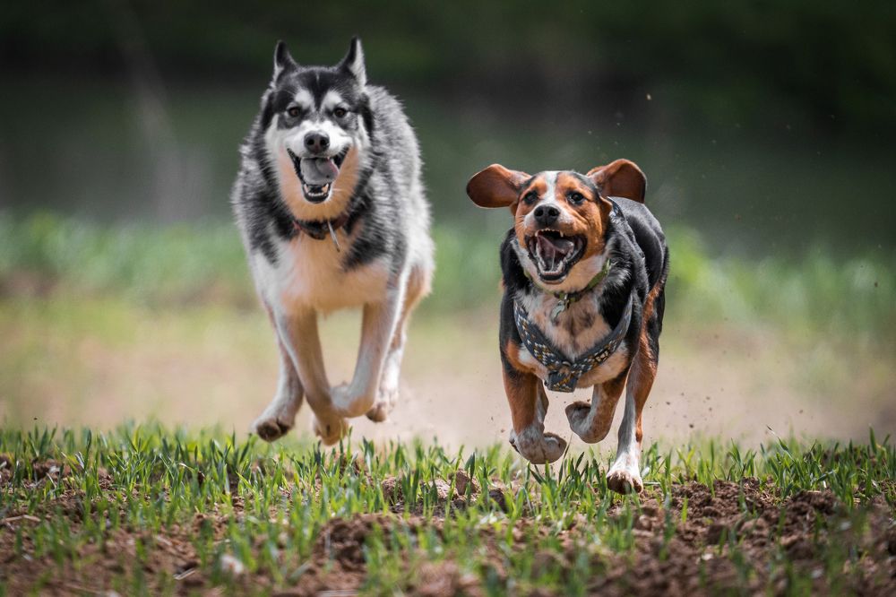 Фотография автора Igor Pavlovic