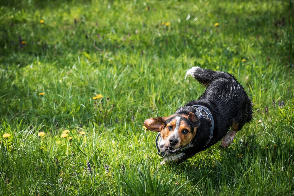 Фотография автора Igor Pavlovic