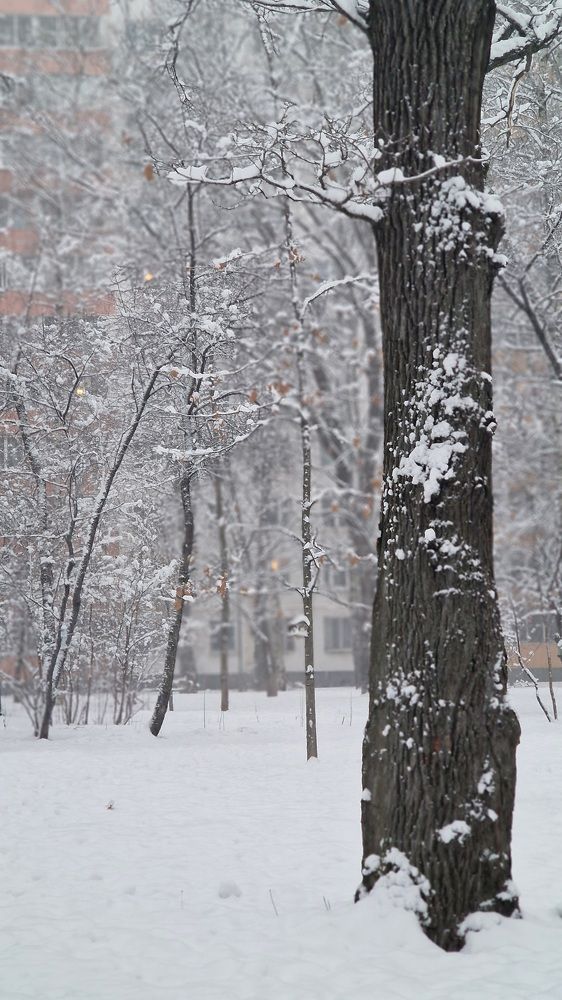 Фотография автора Ольга Быстрова