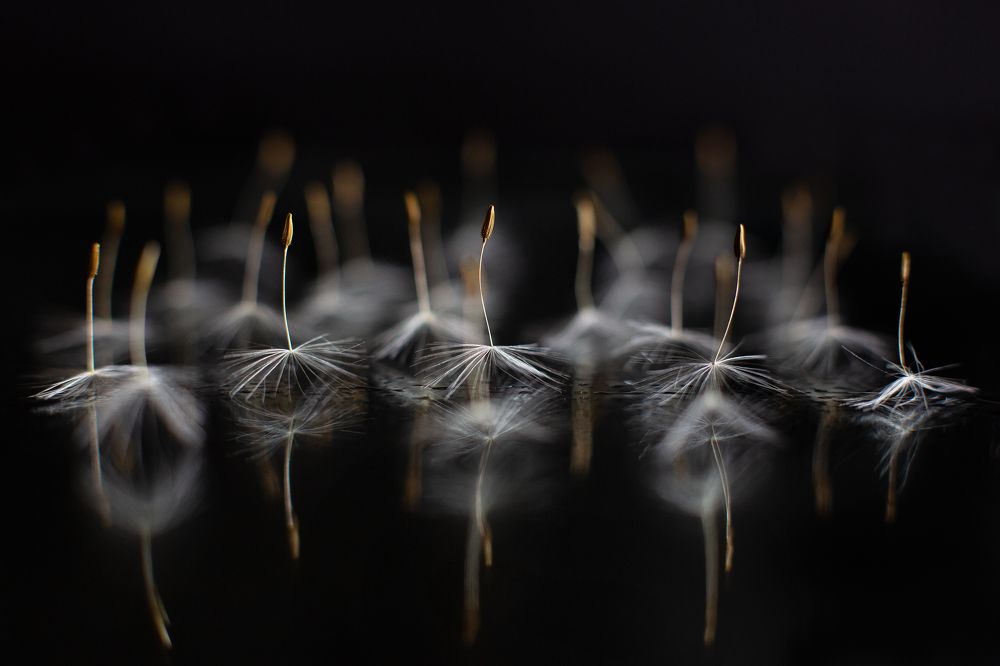 Кордебалет/Corps de ballet