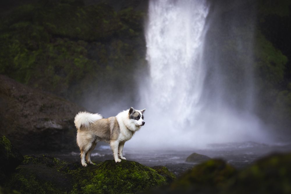Icelandic dog