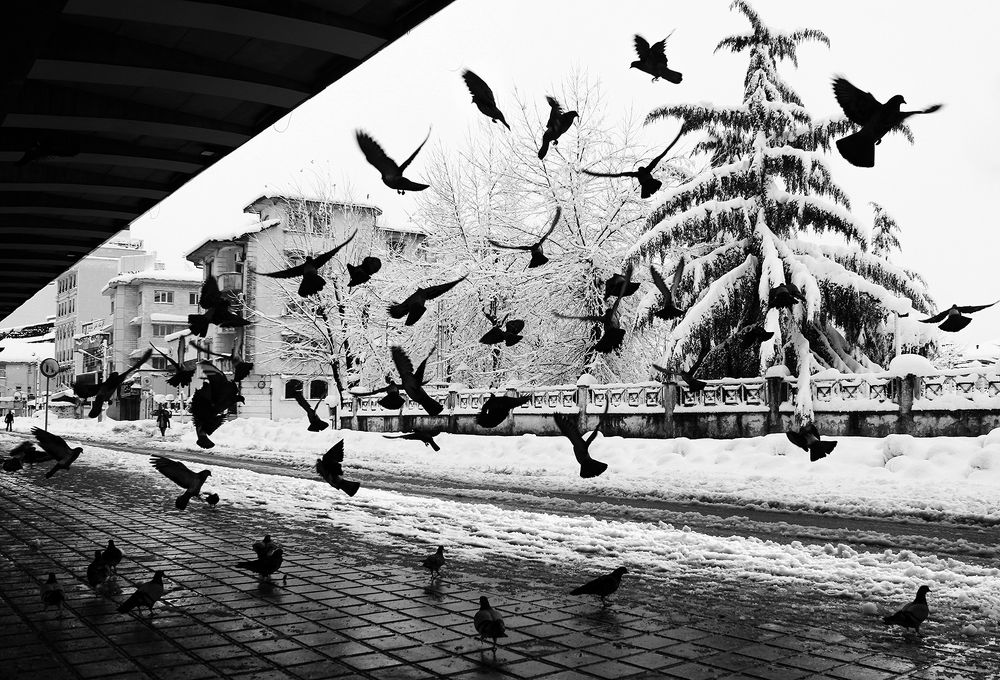 Photograph by hasan sorena jouri