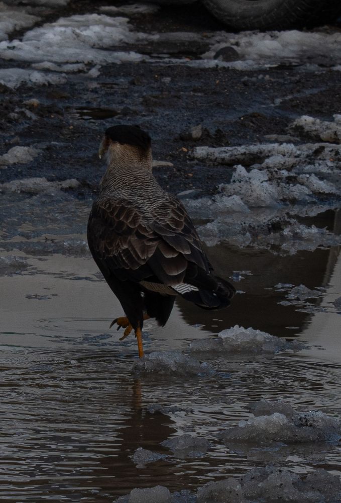 Фотография автора Liliana Cancino Abregu