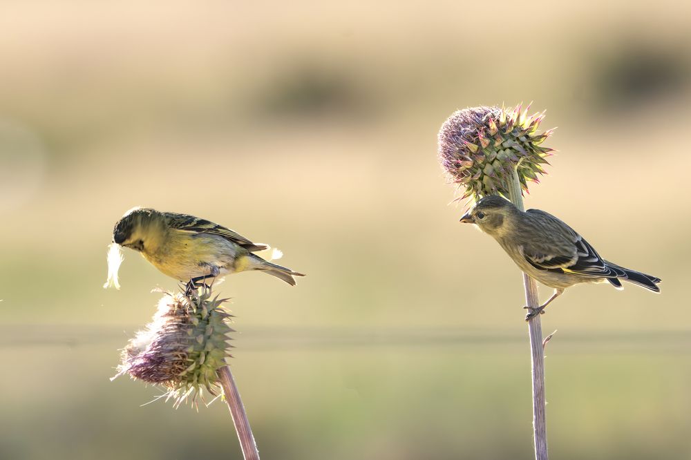 Cabecitasnegras austral