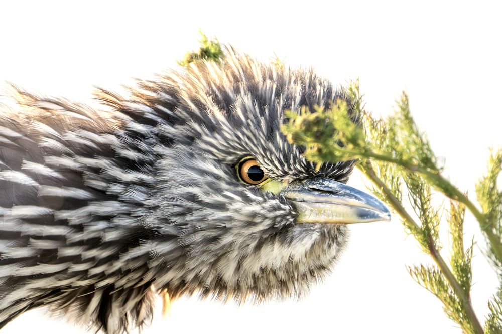 Фотография автора Edgardo Cardenas