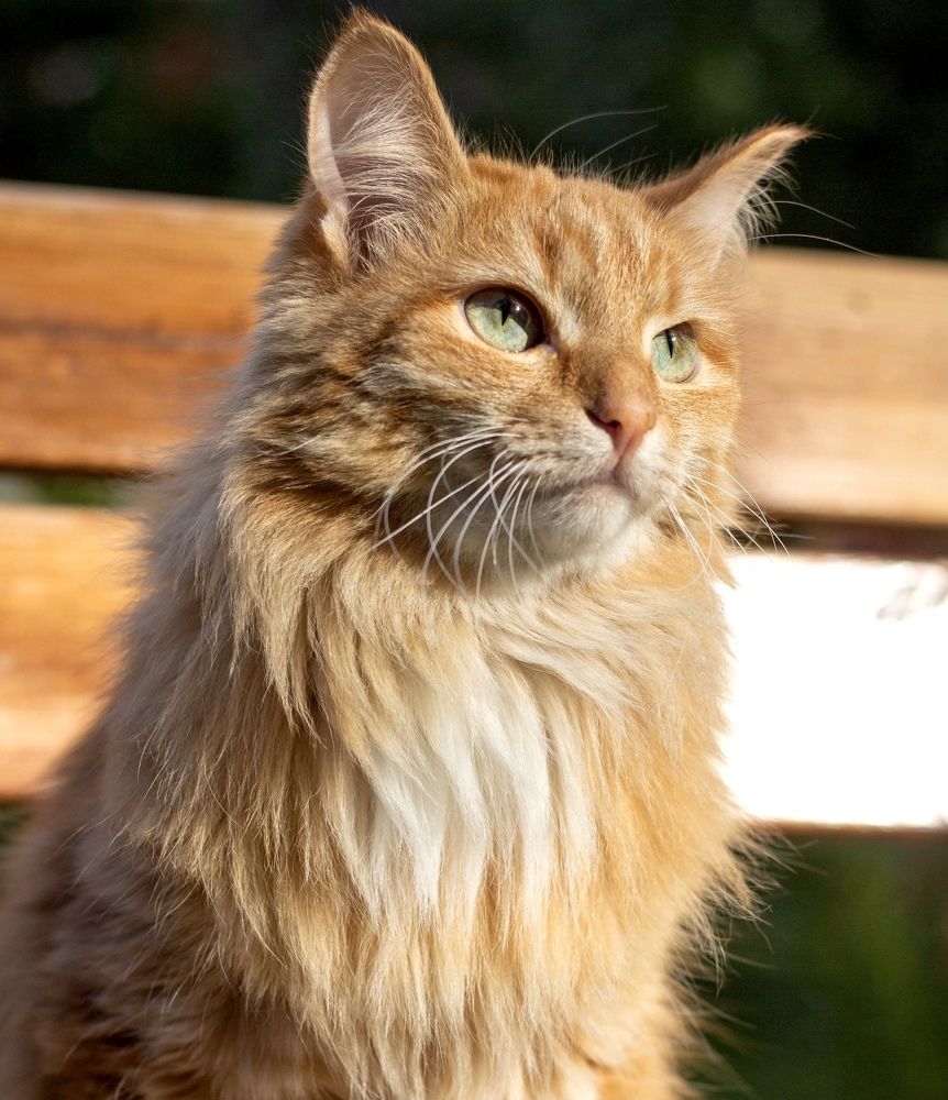 Фотография автора Ираида Гайфуллина