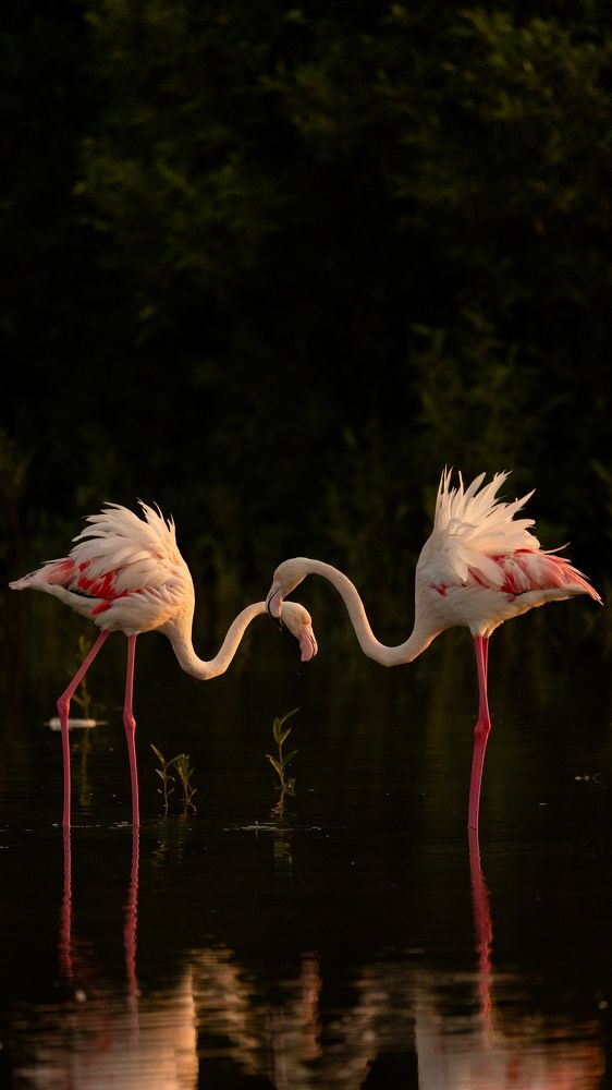 Photograph by Pula Pranav