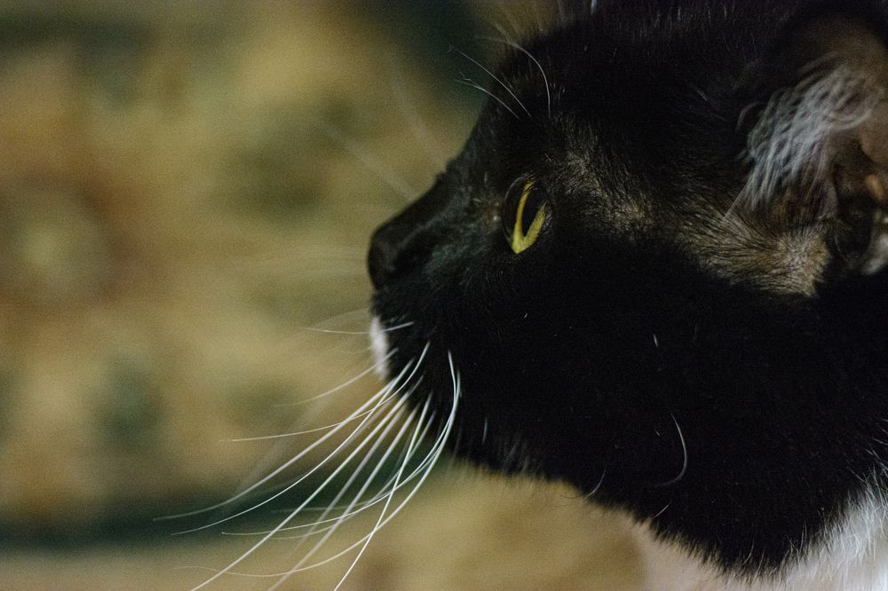 Photograph by Елена Берсенёва