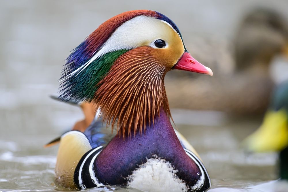 Photograph by Пупонин Сергей