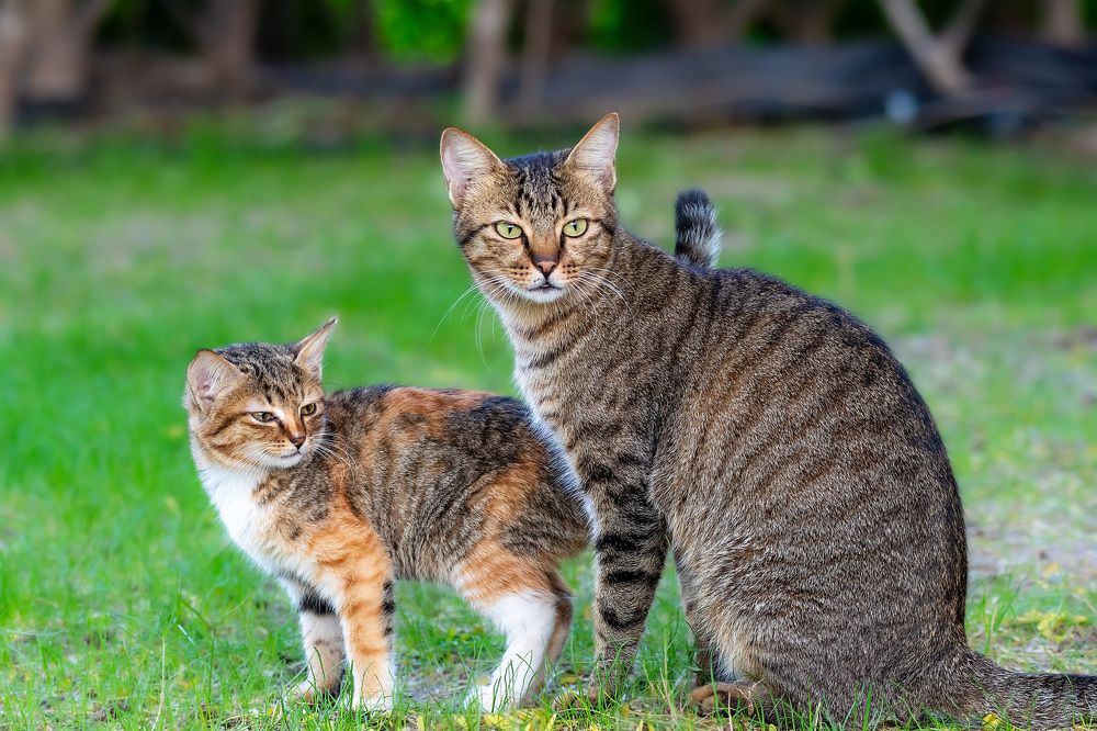 Фотография автора Sajeev Krishnan