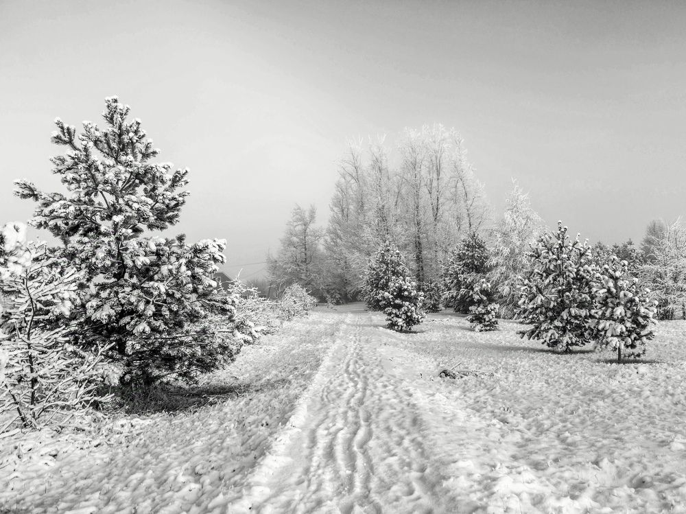 Photograph by Людмила Прибылова