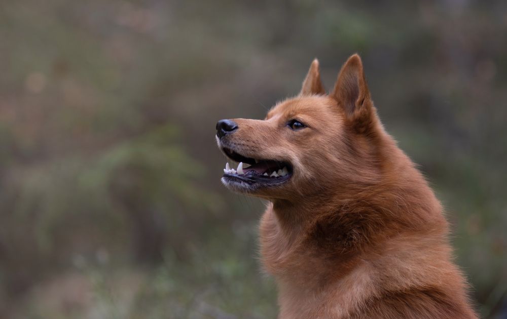 Photograph by Дарья Чистякова