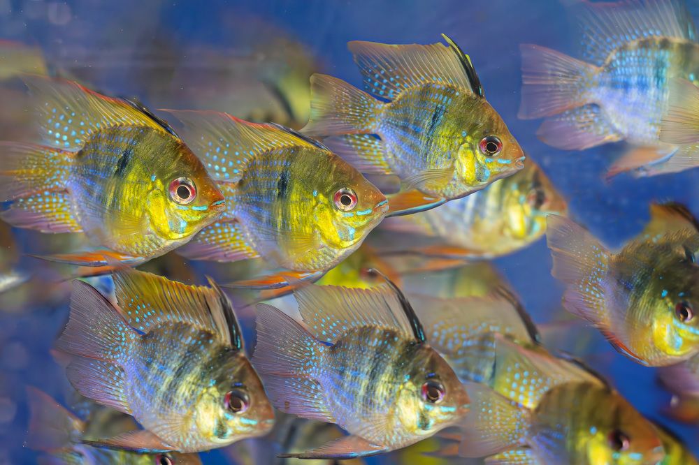 Апистограмма Рамиреса (Mikrogeophagus ramirezi)