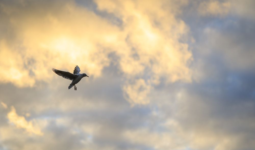 Photograph by Max Justh