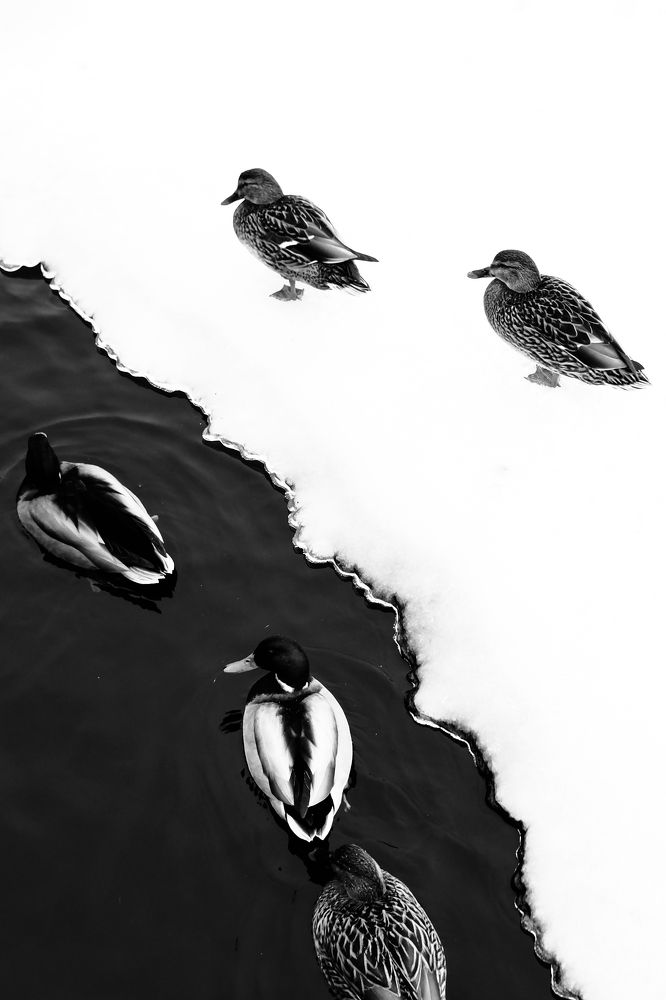 Photograph by Алексей Клейменов