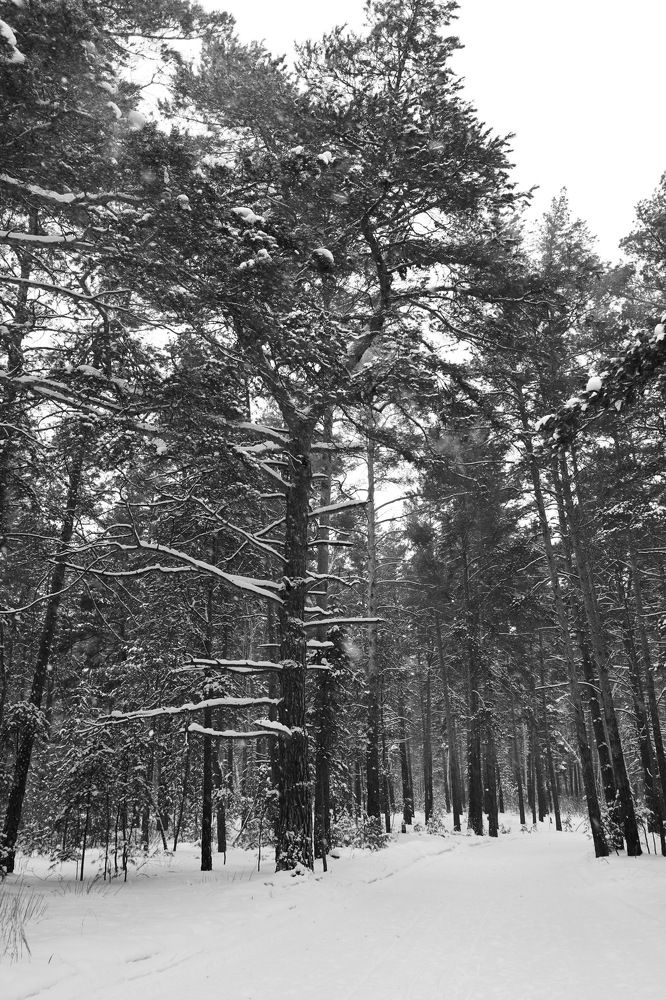 Photograph by Любовь Лунина