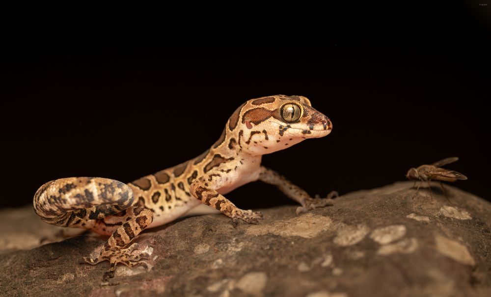 Фотография автора Rajesh Pise