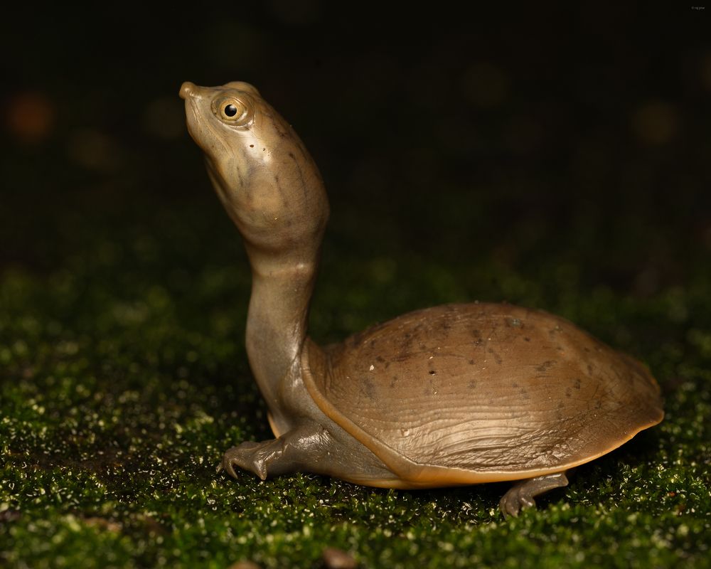 Фотография автора Rajesh Pise