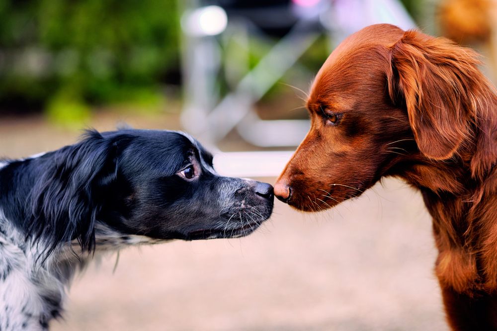 Мадемауазель! Позвольте вас обню!