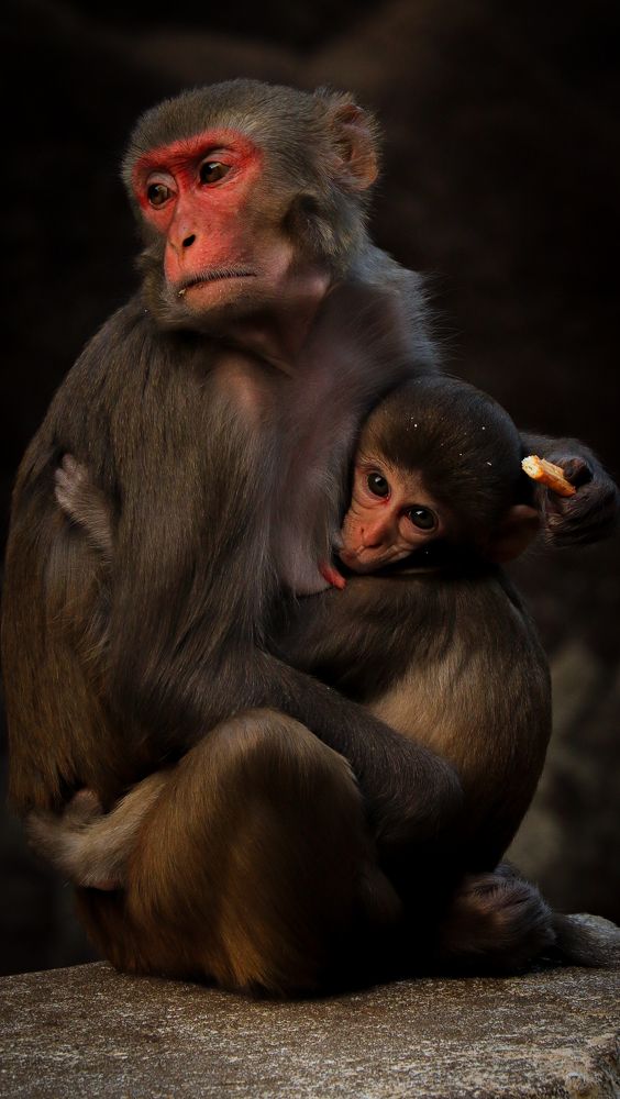 Innocence in the Wild