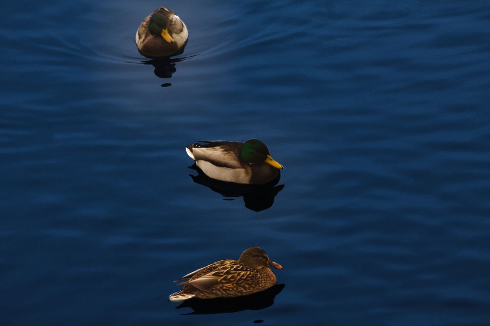 Photograph by Владимир Саяпин