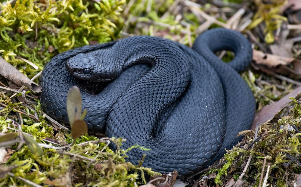 Photograph by Елена Гурдина