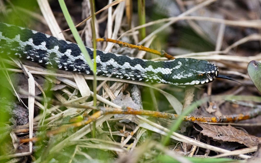 Photograph by Елена Гурдина