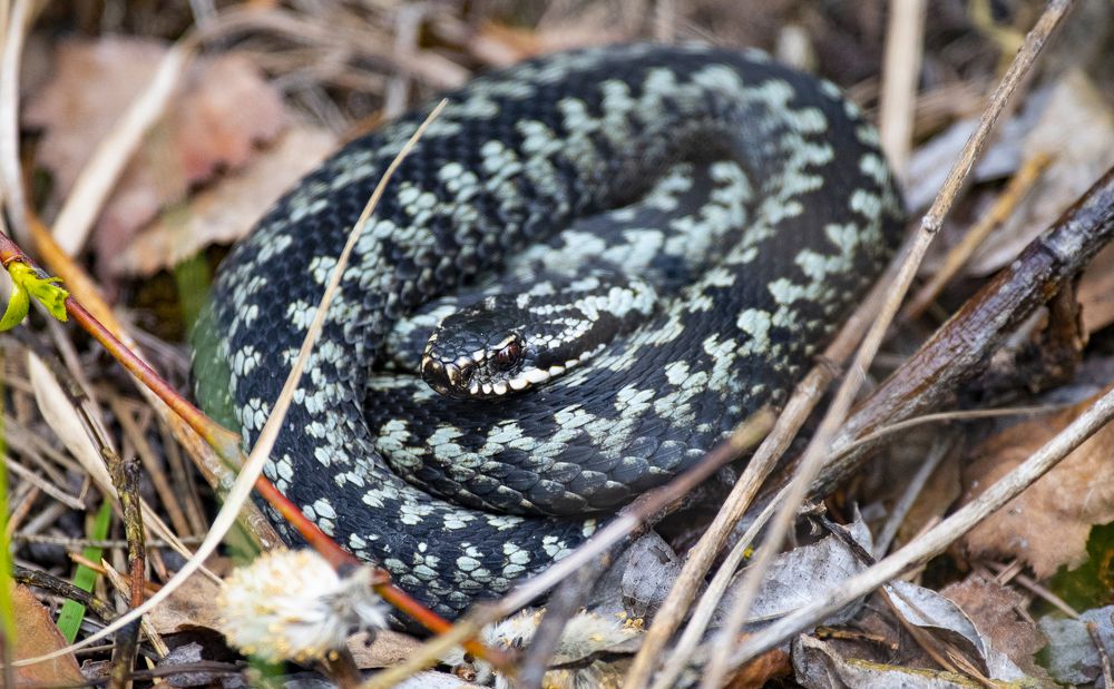 Photograph by Елена Гурдина