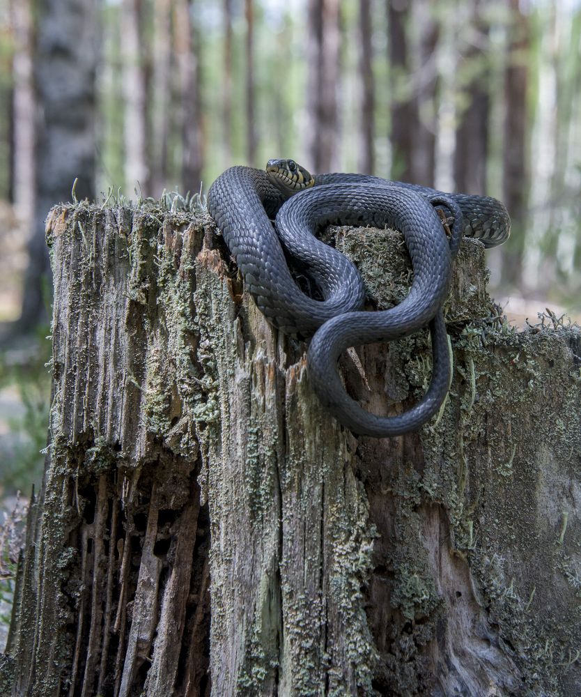 Photograph by Роман Кудрявцев