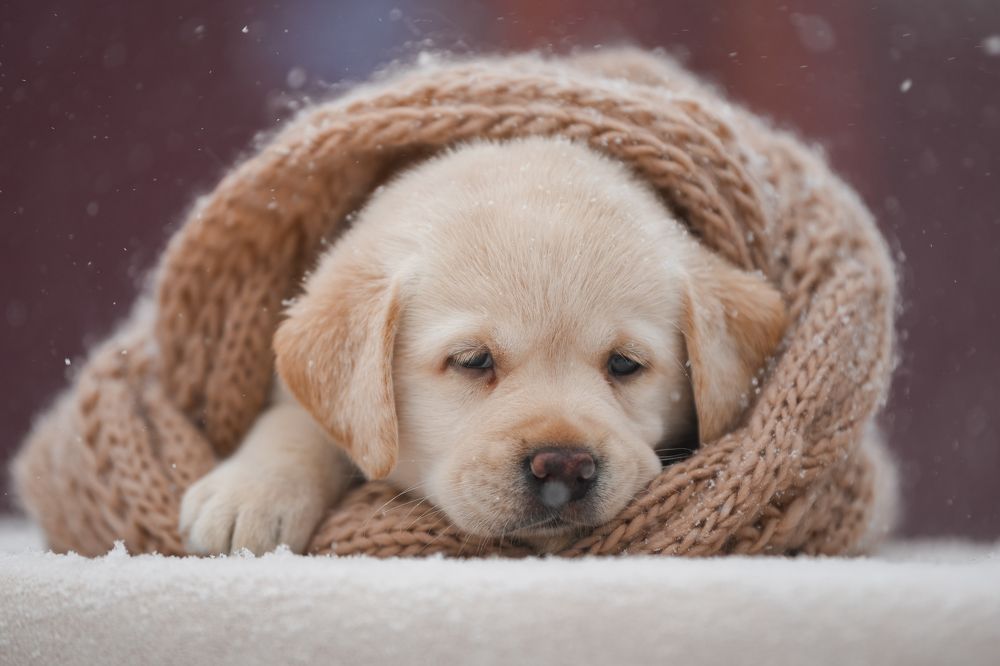 Фотография автора Алена Ковалёва