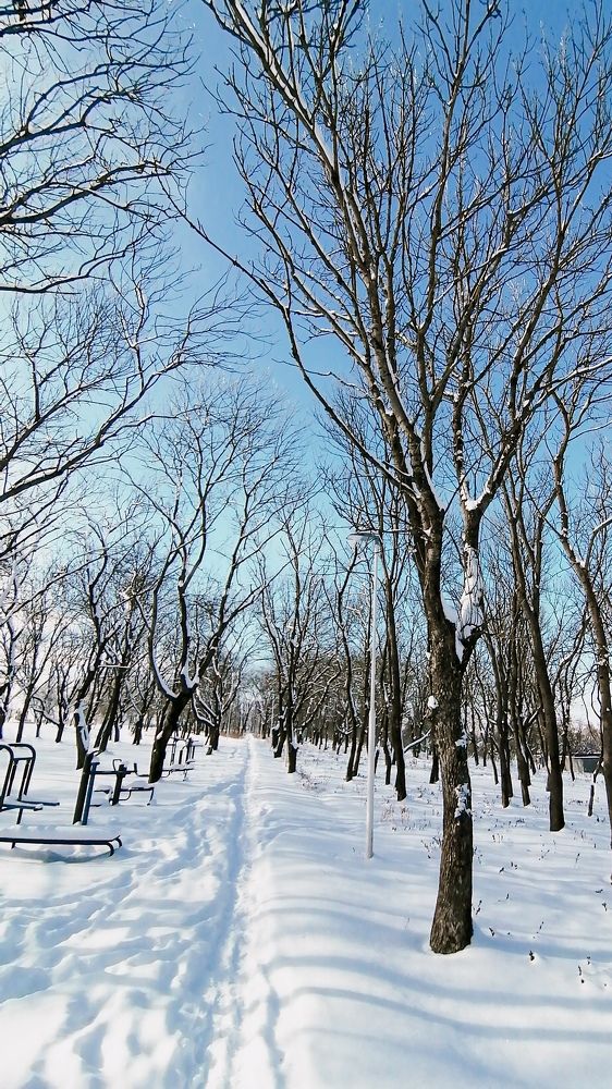 Зима , парк
