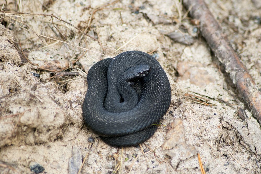 Photograph by Олег Малетин