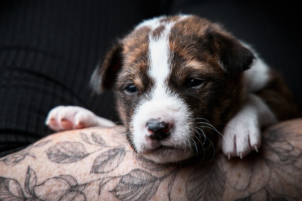 Фотография автора Вострецов Иван