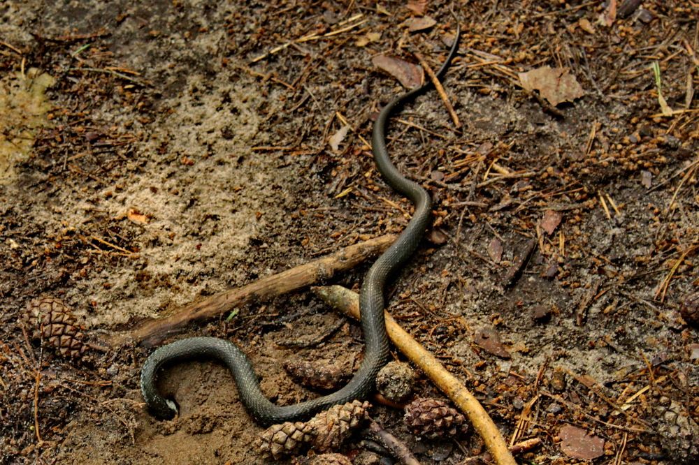 Photograph by Николай Леухин